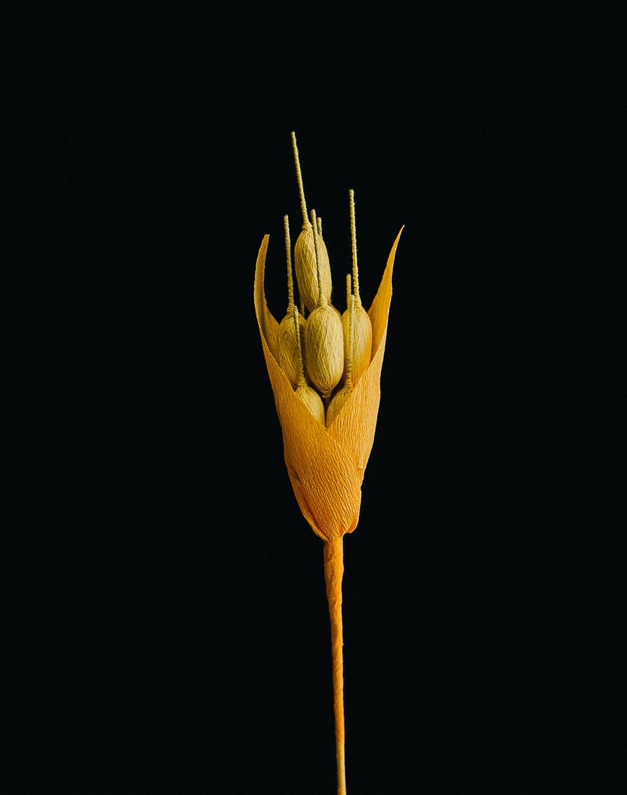 Fiori-di-Confetto-03