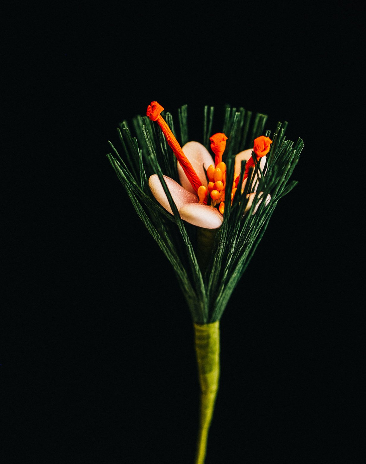 Fiori-di-Confetto-04