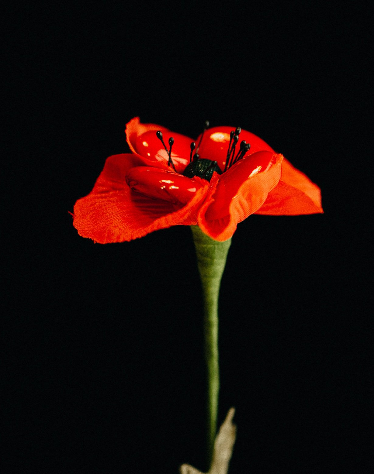 Fiori-di-Confetto-07